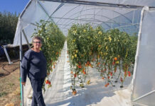 O familie din Turcinești a dat lovitura: a ridicat o seră în care cultivă roșii care depășesc o jumătate de kilogram în greutate