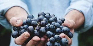 Agricultura pe înțelesul tuturor – Tehnologia de vinificare a strugurilor de H P D – (1)