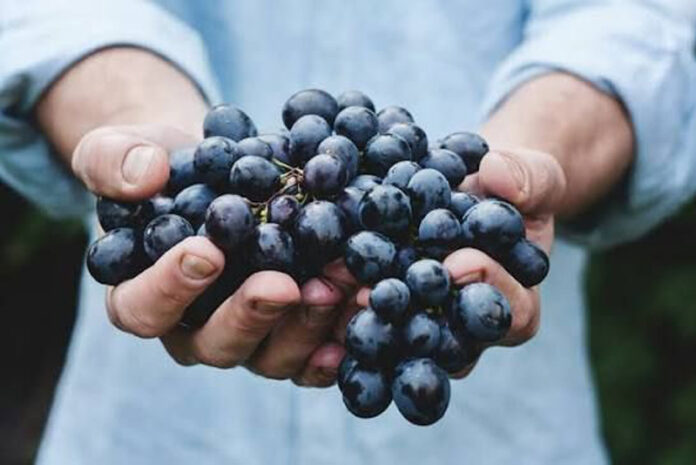Agricultura pe înțelesul tuturor – Tehnologia de vinificare a strugurilor de H P D – (1)